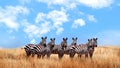 Group of wild zebras in the African savanna against the beautiful blue sky with white clouds. Wildlife of Africa. Tanzania. Royalty Free Stock Photo