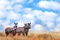 Group of wild zebras in the African savanna against the beautiful blue sky with white clouds. Wildlife of Africa. Tanzania. Royalty Free Stock Photo