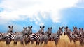 Group of wild zebras in the African savannah against the beautiful blue sky with white clouds. Wildlife of Africa. Tanzania. Royalty Free Stock Photo