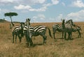 Group of wild zebras in the African savannah Wildlife of Africa. Tanzania. Serengeti national park. Africa Royalty Free Stock Photo