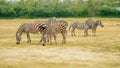 Group of wild zebras eating grass in safari zoo park. Flock of zebras in the park