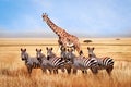 Group of wild zebras and giraffe in the African savanna against the beautiful blue sky with white clouds. Wildlife of Africa. Royalty Free Stock Photo