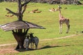 Group of wild zebras and giraffe in the African savanna Royalty Free Stock Photo