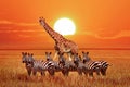 Group of wild zebras and giraffe in the African savanna at sunset. Wildlife of Africa. Tanzania. Serengeti national park. Royalty Free Stock Photo