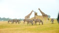 Group of wild zebras, giraffe eating grass in safari zoo park. Flock of zebras in the park. Wild animals at distance