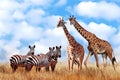 Group of wild zebras and giraffes in the African savanna against the beautiful blue sky with white clouds. Wildlife of Africa. Royalty Free Stock Photo