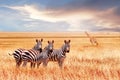 Group of wild zebras and jiraffe in the African savanna against the beautiful sunset. Wildlife of Africa. Tanzania. Royalty Free Stock Photo