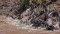 Group of wildebeest crossing the river Mara