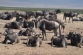 Group of wildebeest at Ngorongoro crater Royalty Free Stock Photo