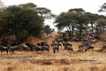 Tarangire wildebeests Royalty Free Stock Photo