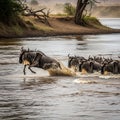 Wildebeests (Connochaetes) crossing a river, likely during a Royalty Free Stock Photo