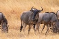 Group of wildebeests in the savannah of Mikumi