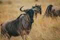Group of wildebeests in the savannah of Mikumi