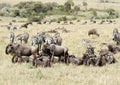 A group of wildebeests & zebras Royalty Free Stock Photo