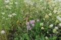 A group of wildflowers with Queen Anne`s Lace, Bee Balm, Clover, Black Eyed Susans and grasses Royalty Free Stock Photo