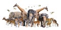 A group of wildlife such as deer, elephants, giraffes and other wild animals grouping together in a white background.Isolate