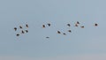 Group of Wildlife whistling ducks flying in the air