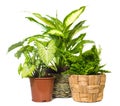 Group of window plant Royalty Free Stock Photo