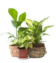 Group of window plant Royalty Free Stock Photo