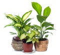 Group of window plant Royalty Free Stock Photo