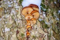 Winter mushrooms Flammulina velutipes, edible mushrooms Royalty Free Stock Photo