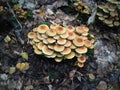 Winter mushrooms Flammulina velutipes in the dark forest