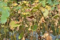 Group of withered lotus leaves in the water Royalty Free Stock Photo
