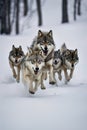 A group of wolfs running in the snow Royalty Free Stock Photo