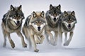 A group of wolfs running in the snow Royalty Free Stock Photo