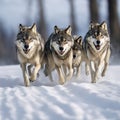 A group of wolfs running in the snow Royalty Free Stock Photo