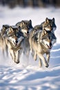 A group of wolfs running in the snow Royalty Free Stock Photo