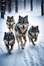 A group of wolfs running in the snow Royalty Free Stock Photo