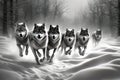 A group of wolfs running in the snow Royalty Free Stock Photo