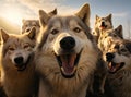 A group of wolves Royalty Free Stock Photo