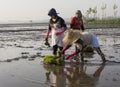 Group of women ready to work on Paddy Field