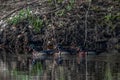 A group of wood duck drakes in swamp