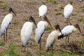 Group of Wood stork - Mycteria americana - Costa Rica Royalty Free Stock Photo