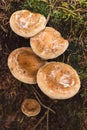 Group of woolly milkcaps- top view