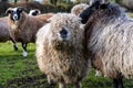 Long woolly haired sheep, looks to camera, whilst shielding within the flock