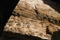 Group of Worker Termites on wood Royalty Free Stock Photo