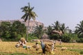 Group of workers manually bundles straw, Hunumanahalli, Karnataka, India