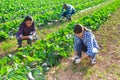 Group of workers pulling weeds on field Royalty Free Stock Photo