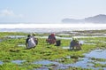 A group of workers squatting collecting seaweed to be made into deep fried snacks for visitors