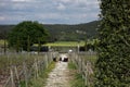 Group of workers take a break from the day's labor in a vineyard, surrounded by lush green vines Royalty Free Stock Photo