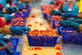 Group of Workers trimming tomatoes on production line in a food processing plant. industry tomato Royalty Free Stock Photo