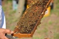 Group of working bees on wooden frame Royalty Free Stock Photo