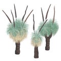 Group of Xanthorrhoea trees in bloom, vector isolated illustration. Grass tree with flowers, native Australian endemic Royalty Free Stock Photo