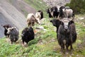 Group of Yaks