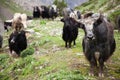 Group of Yaks