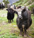 Group of Yaks